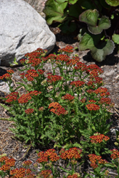 Milly Rock Red Yarrow (Achillea millefolium 'FLORACHRE1') at Lakeshore Garden Centres