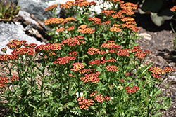 Milly Rock Red Yarrow (Achillea millefolium 'FLORACHRE1') at Lakeshore Garden Centres