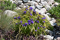 Blue And Gold Spiderwort (Tradescantia x andersoniana 'Blue And Gold') at Lakeshore Garden Centres
