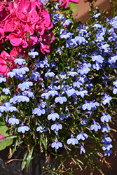 Magadi Electric Blue Lobelia (Lobelia erinus 'KLELE10670') at Lakeshore Garden Centres