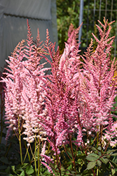 Mighty Pip Chinese Astilbe (Astilbe chinensis 'Mighty Pip') at Lakeshore Garden Centres