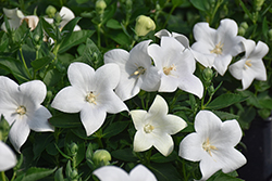 Pop Star White Balloon Flower (Platycodon grandiflorus 'Pop Star White') at Lakeshore Garden Centres