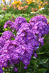 Laura Garden Phlox (Phlox paniculata 'Laura') at Lakeshore Garden Centres