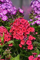 Red Riding Hood Garden Phlox (Phlox paniculata 'Red Riding Hood') at Lakeshore Garden Centres