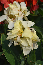 South Pacific Ivory Canna (Canna 'South Pacific Ivory') at Lakeshore Garden Centres