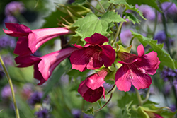 Lofos Wine Red Creeping Gloxinia (Lophospermum 'Sun-asaro') at Lakeshore Garden Centres
