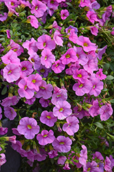 Cabaret Light Pink Calibrachoa (Calibrachoa 'Balcablinkim') at Lakeshore Garden Centres
