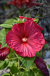 Luna Red Hibiscus (Hibiscus moscheutos 'Luna Red') at Lakeshore Garden Centres