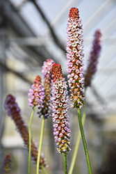 Orchid Primrose (Primula vialii) at Lakeshore Garden Centres