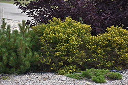 Coronation Triumph Potentilla (Potentilla fruticosa 'Coronation Triumph') at Lakeshore Garden Centres