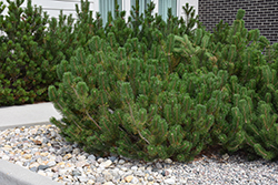 Mugo Pine (Pinus mugo) at Lakeshore Garden Centres