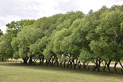 Golden Willow (Salix alba 'Vitellina') at Lakeshore Garden Centres