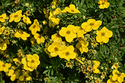 Gold Star Potentilla (Potentilla fruticosa 'Gold Star') at Lakeshore Garden Centres