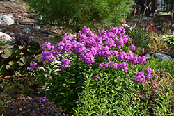 Flame Purple Garden Phlox (Phlox paniculata 'Flame Purple') at Lakeshore Garden Centres