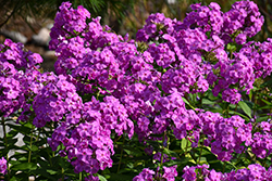 Flame Purple Garden Phlox (Phlox paniculata 'Flame Purple') at Lakeshore Garden Centres