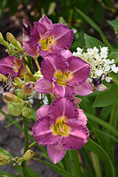 Entrapment Daylily (Hemerocallis 'Entrapment') at Lakeshore Garden Centres