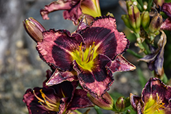 Rainbow Rhythm Storm Shelter Daylily (Hemerocallis 'Storm Shelter') at Lakeshore Garden Centres