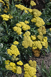 Moonshine Yarrow (Achillea 'Moonshine') at Lakeshore Garden Centres