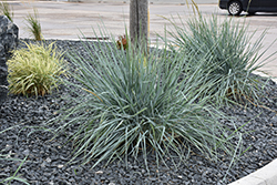 Blue Dune Lyme Grass (Leymus arenarius 'Blue Dune') at Lakeshore Garden Centres