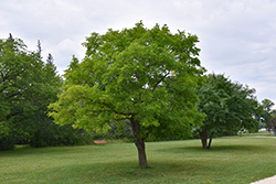 Red Mulberry (Morus rubra) at Lakeshore Garden Centres