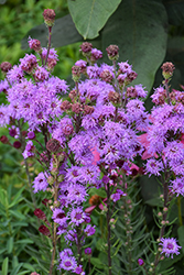 Rocky Mountain Blazing Star (Liatris ligulistylis) at Lakeshore Garden Centres