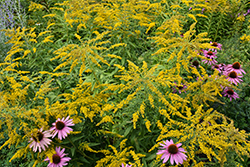 Canadian Goldenrod (Solidago canadensis) at Lakeshore Garden Centres