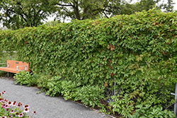 Englemann Ivy (Parthenocissus quinquefolia 'var. englemannii') at Lakeshore Garden Centres