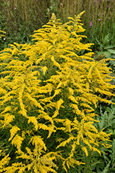 Baby Gold Goldenrod (Solidago canadensis 'Baby Gold') at Lakeshore Garden Centres