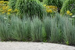 Blaze Little Bluestem (Schizachyrium scoparium 'Blaze') at Lakeshore Garden Centres