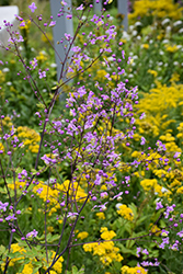 Splendide Meadow Rue (Thalictrum delavayi 'Splendide') at Lakeshore Garden Centres
