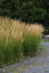 Karl Foerster Reed Grass (Calamagrostis x acutiflora 'Karl Foerster') at Lakeshore Garden Centres