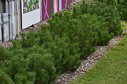 Dwarf Mugo Pine (Pinus mugo var. pumilio) at Lakeshore Garden Centres