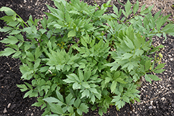 Lovage (Levisticum officinale) at Lakeshore Garden Centres
