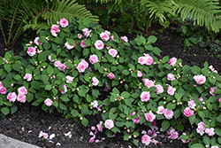 Glimmer Pink Double Impatiens (Impatiens 'Balglimink') at Lakeshore Garden Centres
