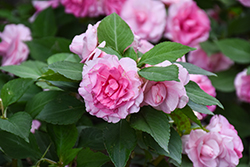 Glimmer Pink Double Impatiens (Impatiens 'Balglimink') at Lakeshore Garden Centres