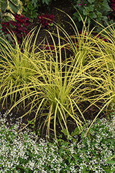 Bowles' Golden Sedge (Carex elata 'Bowles Golden') at Lakeshore Garden Centres