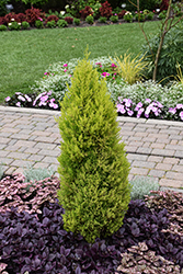 Ellwood's Gold Lawson Falsecypress (Chamaecyparis lawsoniana 'Ellwood's Gold') at Lakeshore Garden Centres