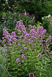 Jeana Garden Phlox (Phlox paniculata 'Jeana') at Lakeshore Garden Centres