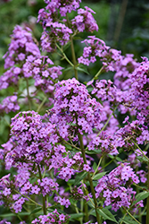 Jeana Garden Phlox (Phlox paniculata 'Jeana') at Lakeshore Garden Centres