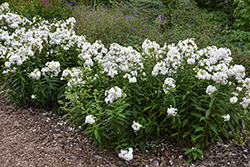 Early Start White Garden Phlox (Phlox paniculata 'Early Start White') at Lakeshore Garden Centres