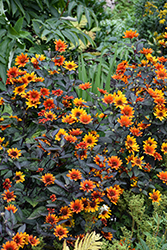 Bleeding Hearts False Sunflower (Heliopsis helianthoides 'Bleeding Hearts') at Lakeshore Garden Centres
