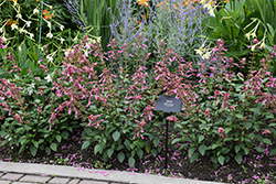 Skyscraper Pink Salvia (Salvia 'HYBSV16017') at Lakeshore Garden Centres