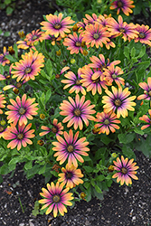 Zion Purple Sun African Daisy (Osteospermum 'Zion Purple Sun') at Lakeshore Garden Centres