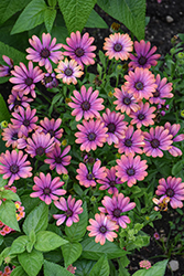 Zion Copper Amethyst African Daisy (Osteospermum 'KLEOE09175') at Lakeshore Garden Centres