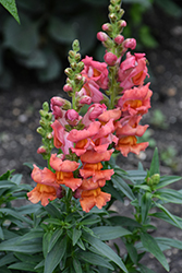 Speedy Sonnet Bronze Snapdragon (Antirrhinum majus 'Speedy Sonnet Bronze') at Lakeshore Garden Centres