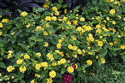 Landmark Yellow Lantana (Lantana camara 'Landmark Yellow') at Lakeshore Garden Centres