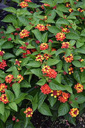 Bloomify Red Lantana (Lantana camara 'UF-1013A-2A') at Lakeshore Garden Centres