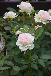 Prairie Snowdrift Rose (Rosa 'Prairie Snowdrift') at Lakeshore Garden Centres