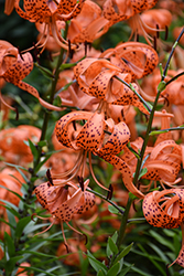 Tiger Lily (Lilium lancifolium) at Lakeshore Garden Centres