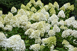 Limelight Prime Hydrangea (Hydrangea paniculata 'SMNHPPH') at Lakeshore Garden Centres